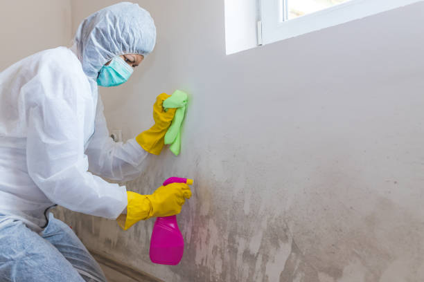 Why You Should Choose Our Mold Remediation Services in Lakewood Ranch, FL